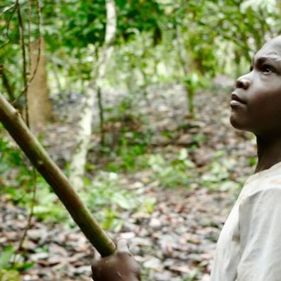 Mehr Kinder auf den Kakaoplantagen als je zuvor
